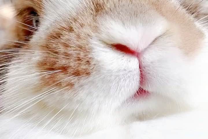 usagraphのインスタグラム：「歯ぎしりとお鼻ピクピクにやられました😂❤️ ＊ ＊ ＊ #お鼻様  #うさぎ　#rabbit #bunny #アニマル写真部　＃instabunnies #igersjp  #tokyocameraclub #東京カメラ部  #bunnystagram  #うさぎ部 #ホーランドロップ #hollandlop  #ファインダー越しの私の世界  #myfujilove  #今日もx日和　＃cutepets」