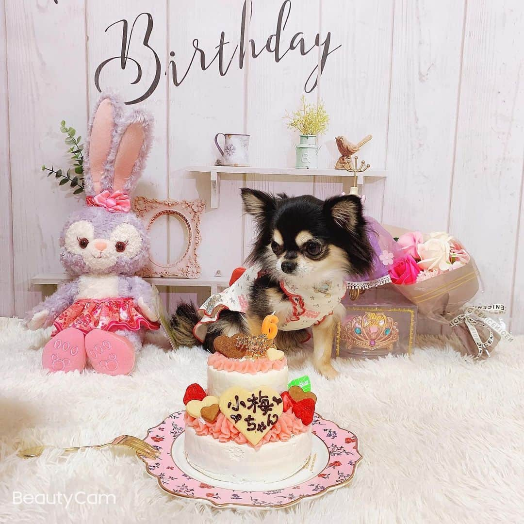 RIKAさんのインスタグラム写真 - (RIKAInstagram)「. . . ６歳の小梅ちゃんのお誕生日🎀🎀🎀 おめでとう🎂💖🎂💖🎂💖 . 可愛すぎるしお利口さん👑✨ 全部ディズニーで揃えたよ💠💠 . . #instalove#instagood#l4l#l4like#l4ls#princess #chihuahua#chihuahualove#chihuahuas#dog #baby#dogstagram#love#happybirthday#1月26日 #誕生日#犬好きさんと繋がりたい#わんこ#🐾#６歳 #ブラックタン#チワワ#小梅#愛犬#可愛い#プリンセス#ディズニー#ステラルー」1月27日 20時14分 - riitan212