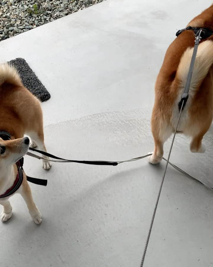 shibainu berryのインスタグラム