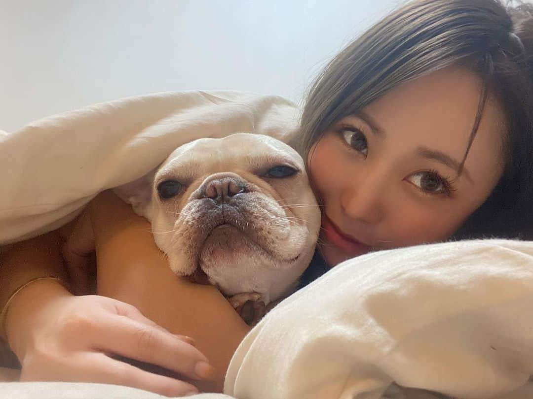 渡瀬茜のインスタグラム：「おはパル🙋‍♀️☀️  寝起きはふてこい顔してるパルムさんです😊  愛犬と一緒に寝るのは良くないとか賛否両論ありますがうちでは一緒です😊💓  #愛犬#寝起きの犬#愛犬と一緒#犬湯たんぽ#湯たんぽいらず#犬との暮らし#愛犬との暮らし#フレンチブルドッグ#フレブル#ブヒ#ブヒスタグラム」