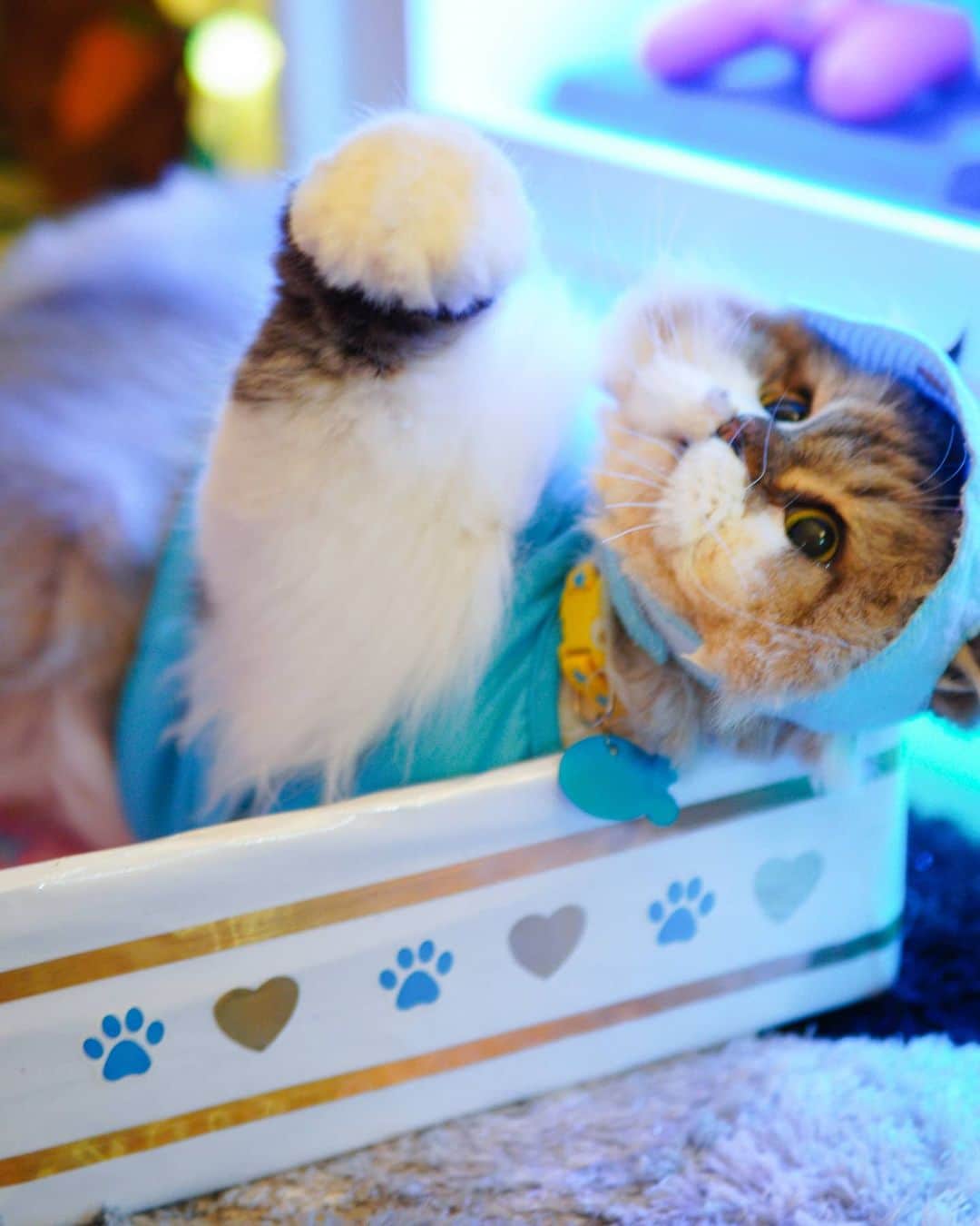 Kenshin & Chloeyさんのインスタグラム写真 - (Kenshin & ChloeyInstagram)「(swipe)Baby Meowboy 🐻♡❤ #teddybearcat」1月27日 11時42分 - kitty.chloeykenshin
