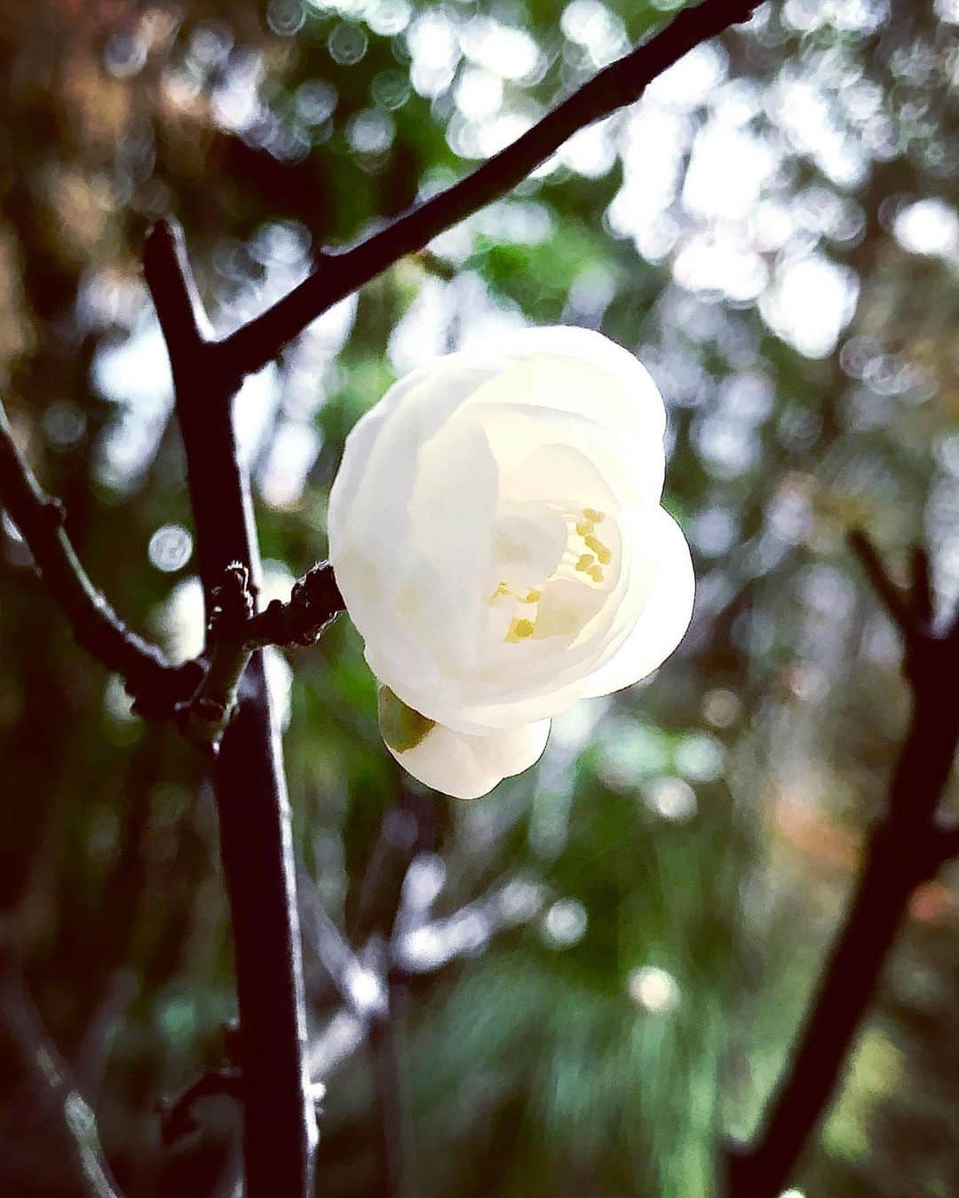 世良公則のインスタグラム：「・・・・・・  先日の東京の雪は  回避されたようだ  私がこの花を好きなのは  春を告げるからではない  厳しい寒さに耐え  重い積雪の中でも  凛として蕾をつけ  花を咲かせるからだ  ｢逆境の中でも逞しくあれ」  そう教えてくれるからだ  例年にも増して  そのことが強く心に響く  The reason I like this flower is not because this flower brings spring  This flower blooms with a strong snow in the harsh cold  it tells me patience and strength  ・・・・・・  #世良公則 #masanorisera #japanesemusician #japaneseartist #songwriter #singer #flowers #cherryblossom #inthewinter #白梅 ##japaneseculture」