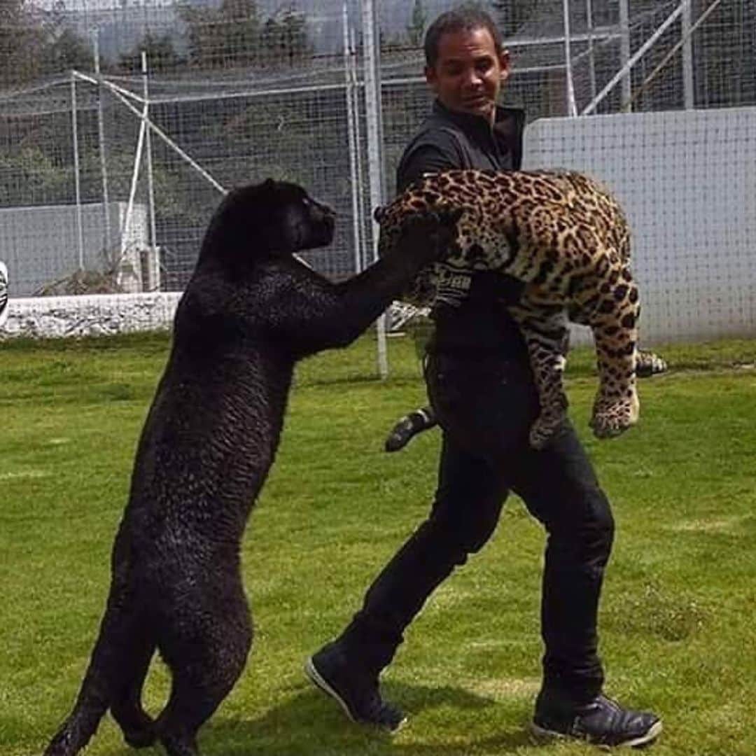 Black Jaguar-White Tiger さんのインスタグラム写真 - (Black Jaguar-White Tiger Instagram)「I guarantee you that this has never happened before. Stealing the boyfriend of a crazy female Jaguar. For sure it has never taken place before. Plus, add to the story the fact that Cielo is the most possessive Jaguar in the history of Jaguars. Instead of stealing the Princess from the scary Prince it was the other way around HAHAHA #PropertyOfCielo #Cielis #MaTzu #PapaBearChronicles」1月27日 12時04分 - blackjaguarwhitetiger