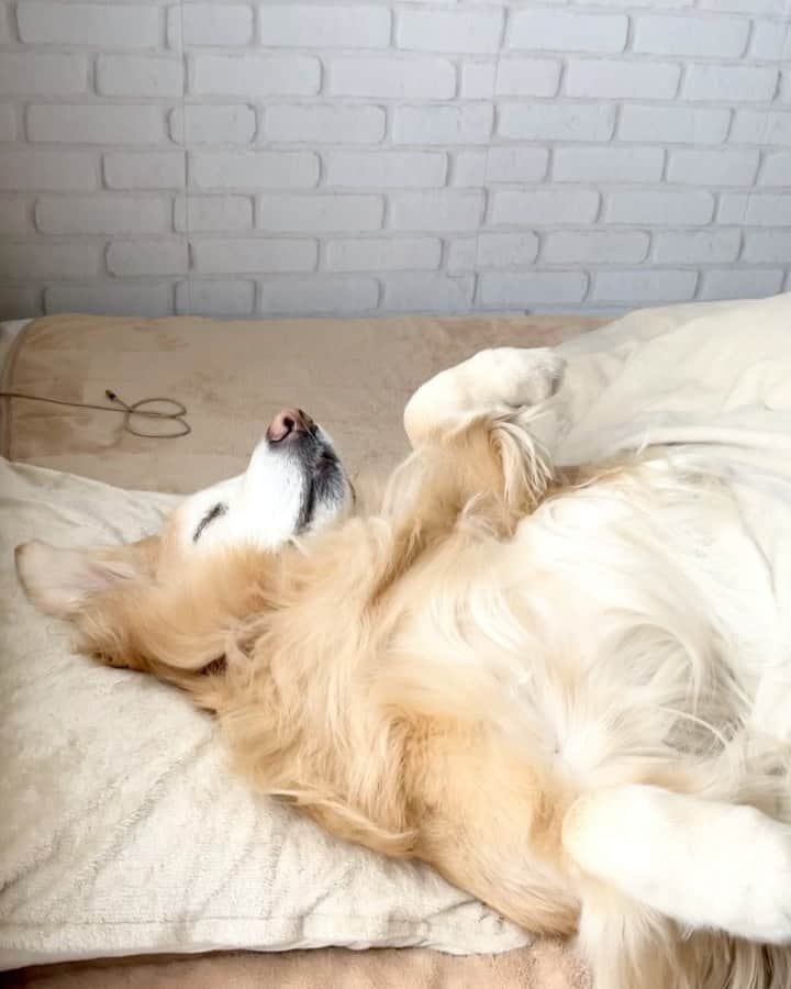 まゆみのインスタグラム：「。 。  Good morning everybody👋🏻😄 。 あさからうるさいとおもーの🐶💧 。 。 今朝のこと 寝坊気味に飛び起きて 急いで支度して ペーを起こして車に乗せて あーちゃん起こすのにグズグズで更に時間がかかりながらも車に乗せて 職場へ向かっていつもの駐車場に止まった 今日のあーちゃんは車からも降りなくて 本当にどーしよう😭と思ってた。 そして次の瞬間 今日、出勤日じゃないことに気付く😑💧 。 大丈夫か私😂😂😂😂 。 申し訳なさすぎて朝から手賀沼😅😅😅 。 。 #睡眠不足 #思考停止 #大迷惑な娘たちw #とりあえず少しだけ寝よ 。 。 #ゴールデンレトリバー#goldenretriever#dog#犬#あーるん#golden#retriever#doglover#insta_dog#ぺんぺん子ちゃん#welovegoldens#Instagram#Instagramjapan#Instagramdogs#9gag#dogstagram#dogsofinstagram#dogs#doggy」