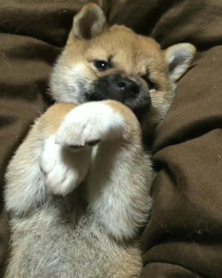 柴犬たま Shibainu Tamaのインスタグラム