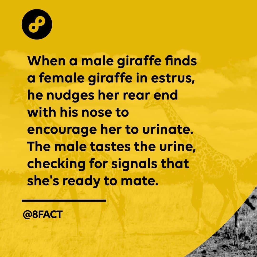 のインスタグラム：「If things look promising, he follows the female around until she stands still, indicating that the time is right.」