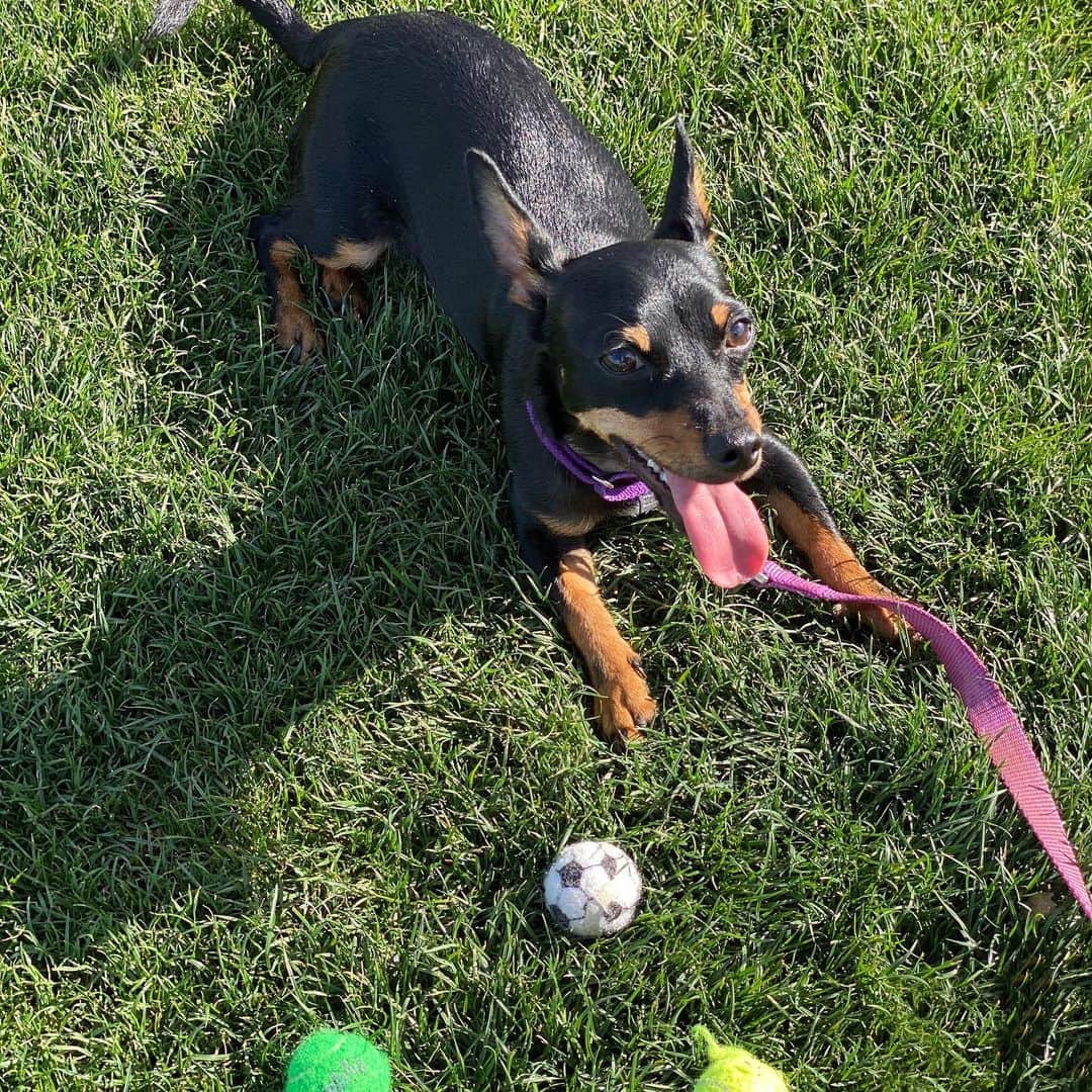 ジャスティン・ターナーのインスタグラム：「If ya didn’t know about this guy, his name is Rigby and today he is 2 years old.   So glad we adopted our lil buddy from @wagsandwalks   Him and @moonshineminpin are like two peas in a pod!!!  #TwinPins #MansBestFriend #RescueDog #minpinstagram #puppylove」