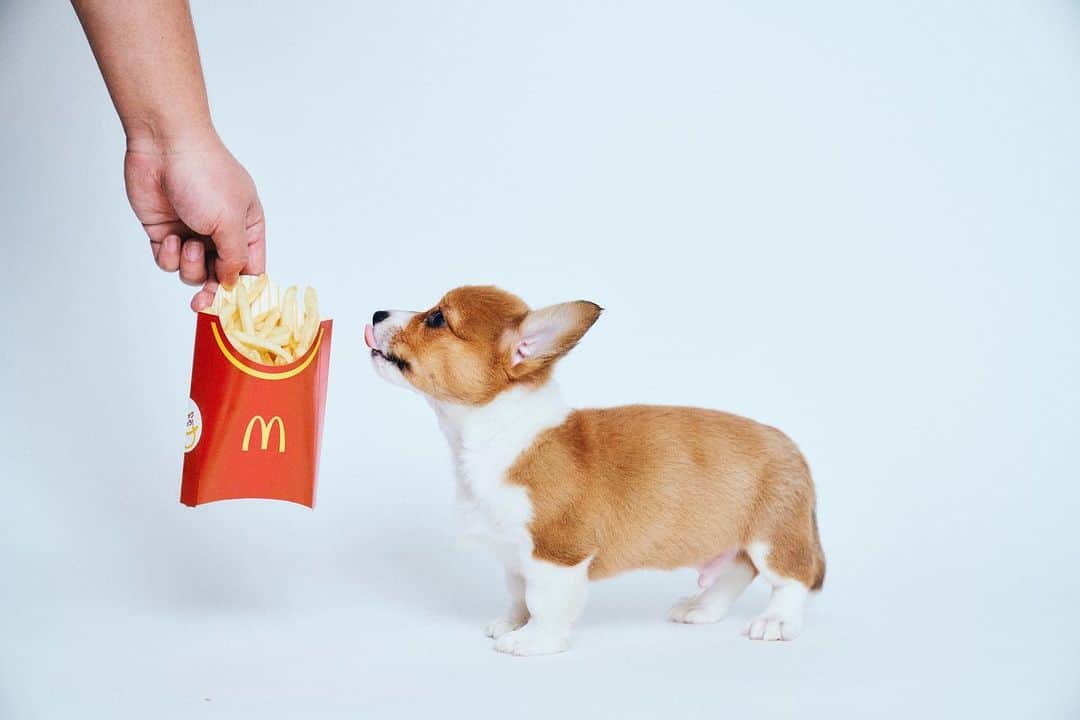 トミーさんのインスタグラム写真 - (トミーInstagram)「ぽてとにポテトはあげちゃダメ  #コーギー　＃こいぬ」1月27日 12時56分 - tommymizutamaribond