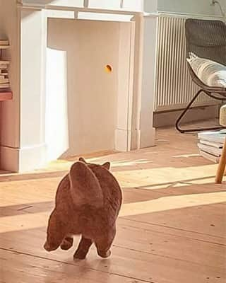 Aww Clubさんのインスタグラム写真 - (Aww ClubInstagram)「🐻: :What you see is pure muscles⠀ 💁🏻‍♀️: :What I see is a big furry ball running after a mini ball⠀ ⠀ 📷@gentlebear.massimo⠀ ⠀ #meowed #gentlebearmassimo #gentlebear #massimo #BSH #teddybear」1月27日 13時00分 - meowed