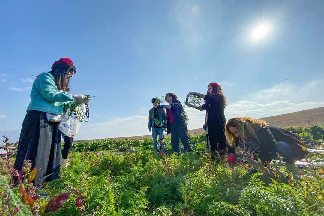 MagicalTripのインスタグラム：「Hello! This is MagicalTrip @magicaltripcom. Are you missing trips to Japan? Hopefully, sooner or later we will get to meet again! We are offering an ALL-NEW interactive vegetable harvesting tour in Kitakata, Fukushima!  First photo: Kitakata is surrounded by the wilderness. Hear, smell, and taste the winds of the wild as you harvest some fresh vegetables!  Second: The vegetables you harvested will be yours to cook! With your trusty local guide, prepare these vegetables into local cuisines.  Third: After cooking, join your peers, and local guide on a giant vegetable feast!  If you’re interested, please check out via our bio! @magicaltripcom  #magicaltrip #magicaltripcom #magicaltripjapan #fukushima #fukushimafood #fukushimatravel #fukushimalocal #discoverfukushima #kitakata #fukushimafoodguide #tokyotrip #tokyotravel #tokyotour #tokyotours #tokyolocal #discovertokyo #tokyojapan #tokyofoodie #tokyofoodies #tokyofoodporn #tokyofoodguide #tokyofoodtour #tokyofoodtrip #tokyofoodblogger #tokyofooddrinktour #tokyofoodfile #seafood #tokyofoodtour #japanfood #japanfoodie」