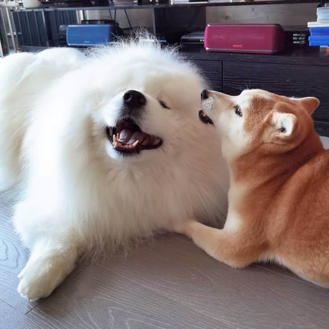 Alex Toのインスタグラム：「😄😄😄 #cute #dog #doglover #dogsofinstagram #dogoftheday #dogofthedayjp #dogstagram #fluffy #hkig #hongkong #ilovemydog #instadog #instagood #instamood #instagraphy #shibainu #samoyedoninstagram #pet #petlovers #petsofinstagram #petstagram #photooftheday #puppy #pupsofinstagram #samoyed #samoyedsofinstagram #webstagram #犬 #サモエド」