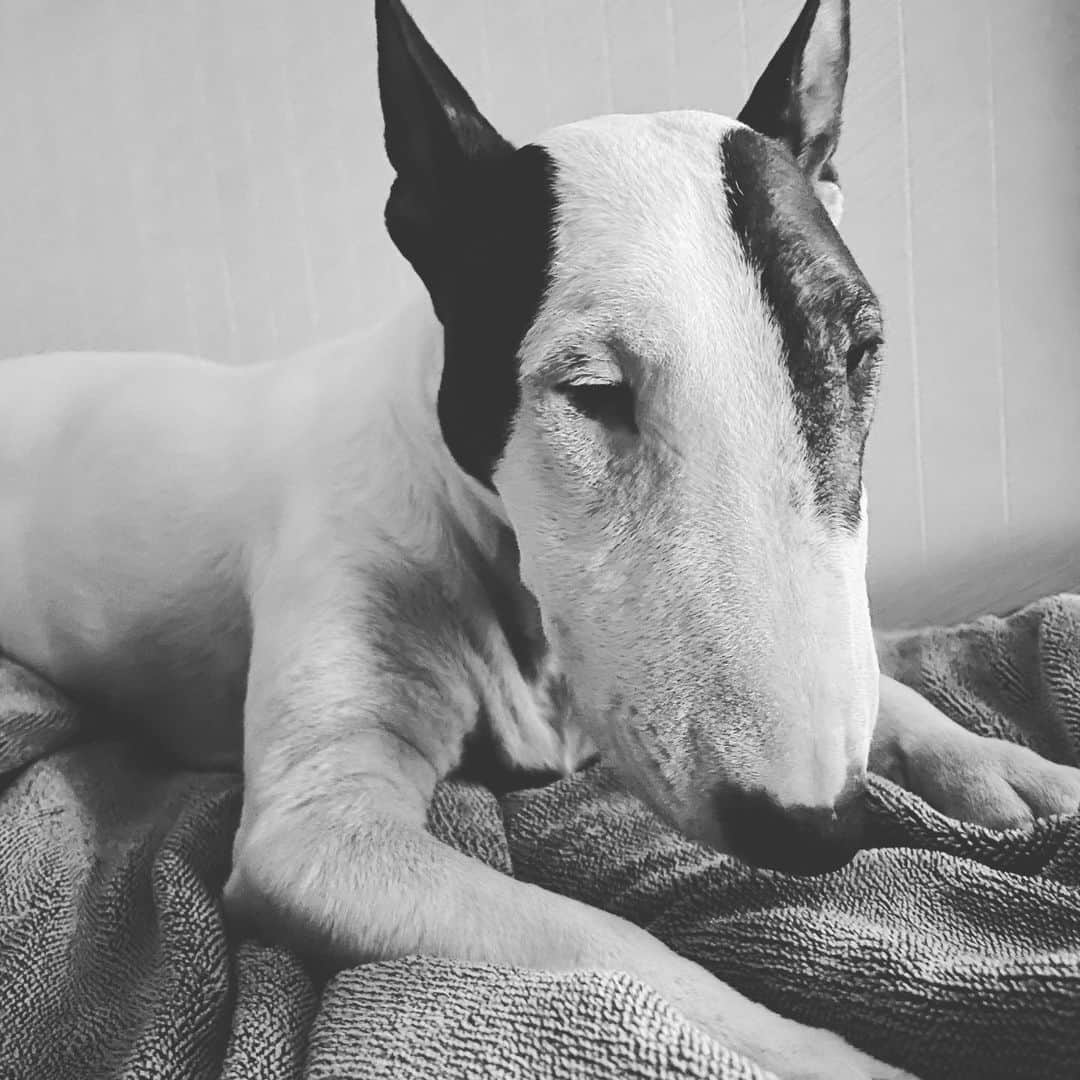 のインスタグラム：「#minituru#bull#terrier#minibullterrier#miniturubullterrier#dog#dogstagram#cute#qtaro#love#family#ミニチュア#ブルテリア#ミニチュアブルテリア#Q太郎」