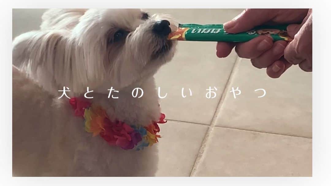 チャン・リーメイのインスタグラム：「ボク、 ✴︎ CMデビュー⁉️ ✴︎ したいな〜💓 ✴︎ 湘南で撮った、とっておきの動画で応募✨ ✴︎ チュールをくれているのはママのママなんだ☺️ ✴︎ １１１匹に選ばれるかどうかは ✴︎ 狭き門だけど、 ✴︎ 我が家ではＮｏ．1だョ💓 ✴︎ そして、 ✴︎ み〜んな ✴︎ 誰かのOnly １❣️だよね🐶 ✴︎ #ちゅーるメーカー  #wanちゅーる111キャンペーン  #CM犬への道 #nodognolife #いなばちゃおちゅーる」
