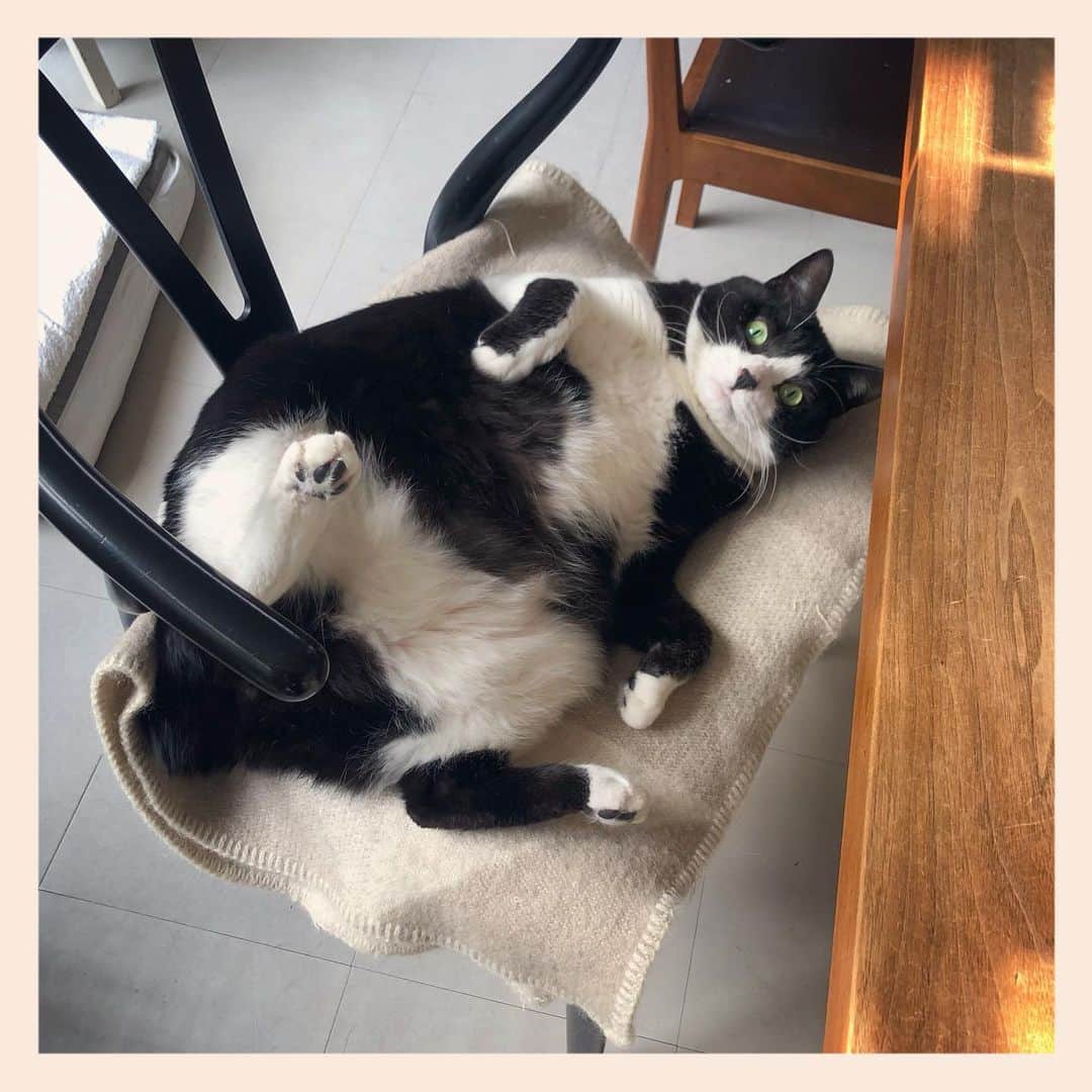 パンといっぴきのインスタグラム：「#元保護猫 #ハチワレ #白黒猫 #blackandwhitecat #tuxedocat」