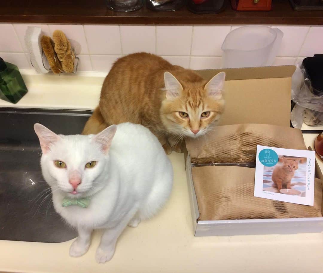 岡田屋鉄蔵のインスタグラム：「港町から猫ズにめちゃくちゃ豪華な贈り物が届きました！ありがとう！」