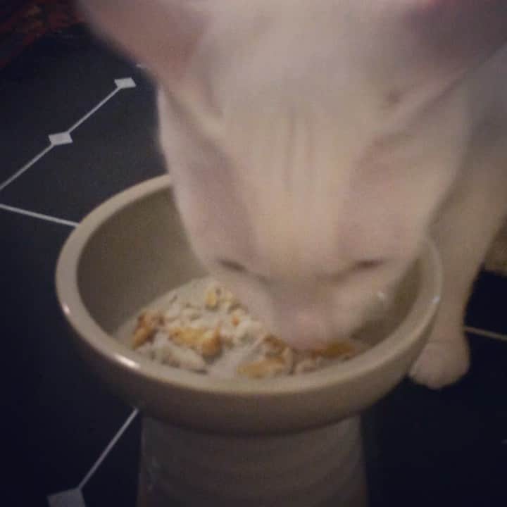 岡田屋鉄蔵のインスタグラム：「ご覧の食い付き振りです。いつも割と弟に譲ってしまうナブさんが珍しく弟の皿に…！あらあらまあまあ。違いの分かる男アルナブ。見事完食です。」