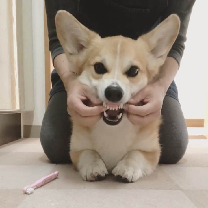 さゆりのインスタグラム：「◡̈⋆2021.1.27.Wed.◡̈⋆ Let’s brush your teeth.😂🤣👌 * 毎晩 欠かさず 歯の裏も しっかり 磨きます😅😂👏👏👏 * * * * *」