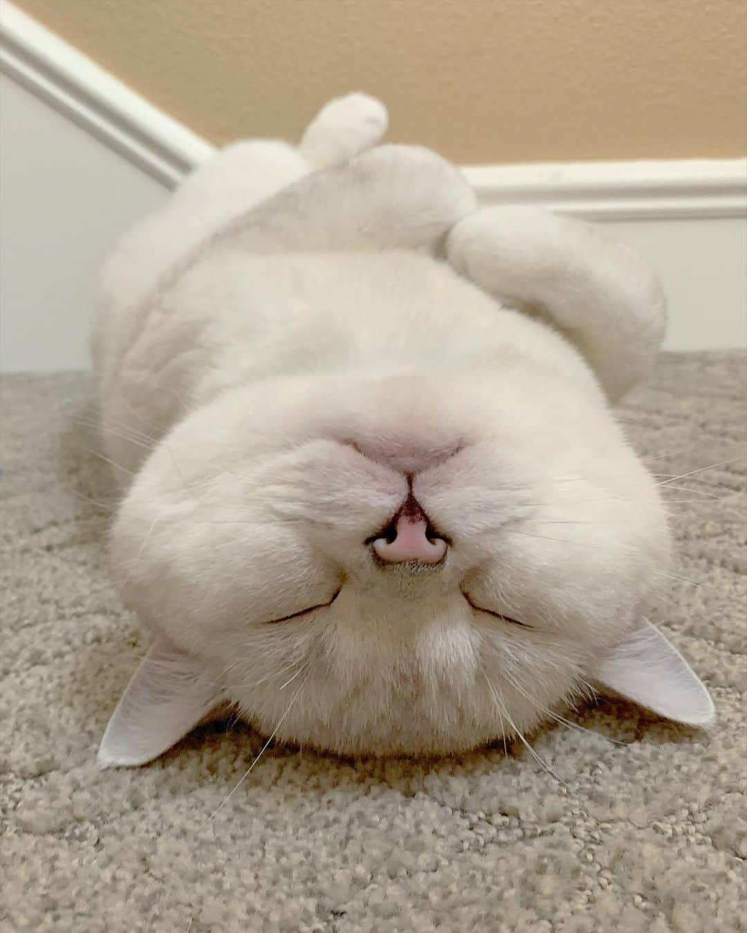 ミスター・ホワイトさんのインスタグラム写真 - (ミスター・ホワイトInstagram)「Sleep is the best meditation 😴」1月27日 15時25分 - white_coffee_cat
