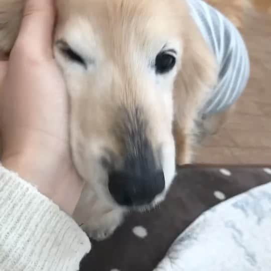 センターうるしのインスタグラム：「かわゆすやね🐶🐶🐶🐶🐶🐶🐶🐶 小太郎くん🐶🐶🐶🐶🐶🐶🐶🐶🐶🐶」