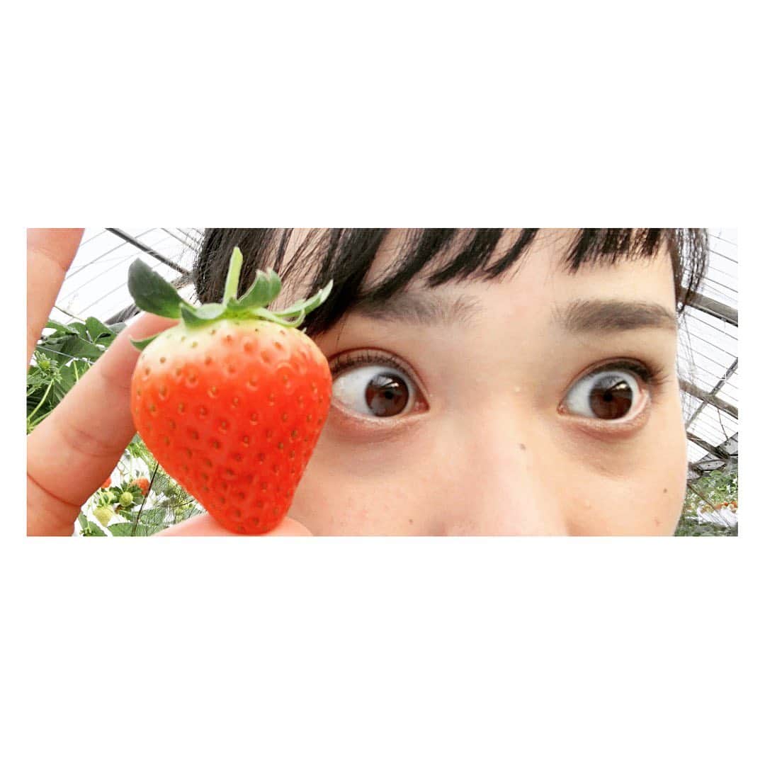 佐藤綾子さんのインスタグラム写真 - (佐藤綾子Instagram)「🍓ichigo🍓    きょうの水曜特集「ながさき旬ごよみ」は！ いろんなイチゴが楽しめるイチゴ狩りが自慢の 松浦市の農園からお伝えします🙌 その数、なんと８品種！🍓🍓🍓🍓🍓🍓🍓🍓   「イチゴの味ってそんな違いがあるの？」と思いましたか？ 実は私も取材するまで「違いがわかるかな…」と不安でした。 でも、実際に食べ比べてみてびっくり！！ 甘さや酸味、みずみずしさも… 品種によって味、食感、香りが全く違うんです！ 私も８種類の表情でお伝えします！！ イチゴは今が旬、でもコロナ禍でイチゴ狩りにも影響が…  きょうの18:15から、 Jチャン長崎をお見逃しなく！   #いちご #イチゴ #苺 #いちご狩り #イチゴ狩り #松浦 #matsuura #モリヤマファーム #恋みのり #紅ほっぺ #さがほのか #章姫 #かおりの #おいCベリー #とちおとめ #スターナイト #ながさき旬ごよみ #旬ごよみ #長崎 # nagasaki #ncc #長崎文化放送 #スーパーJチャンネル長崎 #Jチャン長崎 #アナウンサー #取材日記」1月27日 15時32分 - satoaya_ncc