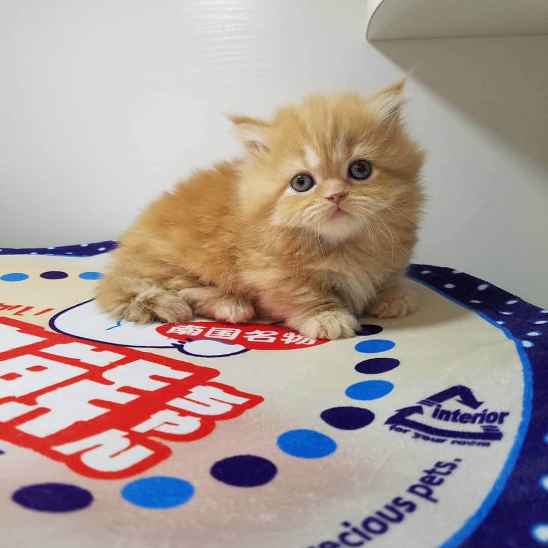 マンチカン(munchkin)キャットファーム大谷さんのインスタグラム写真 - (マンチカン(munchkin)キャットファーム大谷Instagram)「★本日ご紹介にゃんこちゃん★ No.1951ミヌエット短足ちゃん❤ #キャットファーム大谷#まんちかん#マンチカン#ネコ#こねこ#にゃんこ#猫ちゃん#ねこ部#ニャンスタグラム#猫#ねこ#子猫#モフモフ#モフモフねこ#ミヌエット#短足#ねこすたぐらむ#愛猫#かわいい#ふわもこ部#猫のいる暮らし#マンチカンブリーダー#ミヌエットブリーダー#cat#catsgram #catsofinstagram#instacat#picneko」1月27日 15時32分 - roytar222