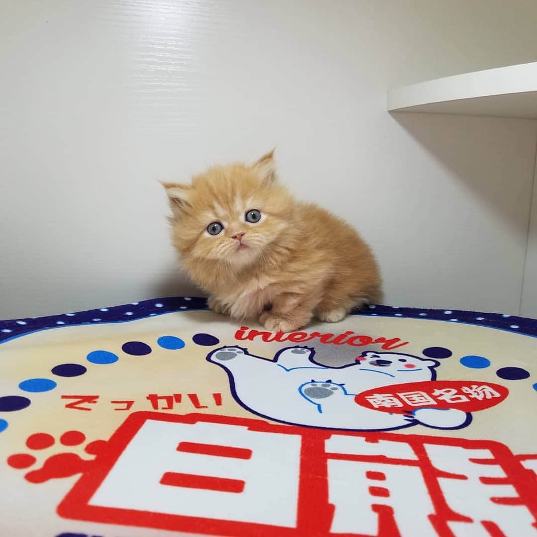 マンチカン(munchkin)キャットファーム大谷さんのインスタグラム写真 - (マンチカン(munchkin)キャットファーム大谷Instagram)「★本日ご紹介にゃんこちゃん★ No.1951ミヌエット短足ちゃん❤ #キャットファーム大谷#まんちかん#マンチカン#ネコ#こねこ#にゃんこ#猫ちゃん#ねこ部#ニャンスタグラム#猫#ねこ#子猫#モフモフ#モフモフねこ#ミヌエット#短足#ねこすたぐらむ#愛猫#かわいい#ふわもこ部#猫のいる暮らし#マンチカンブリーダー#ミヌエットブリーダー#cat#catsgram #catsofinstagram#instacat#picneko」1月27日 15時32分 - roytar222