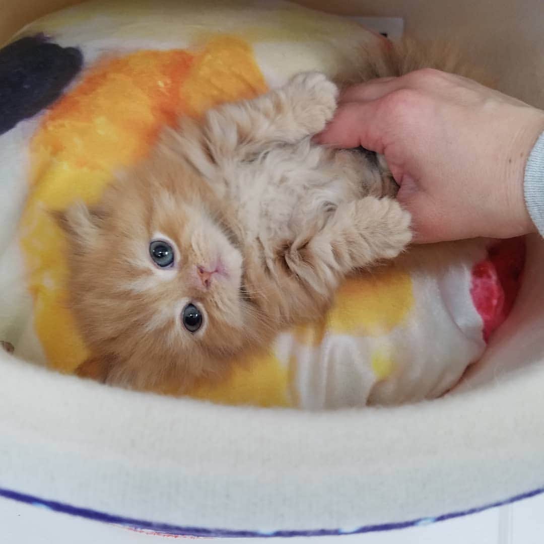 マンチカン(munchkin)キャットファーム大谷さんのインスタグラム写真 - (マンチカン(munchkin)キャットファーム大谷Instagram)「★本日ご紹介にゃんこちゃん★ No.1951ミヌエット短足ちゃん❤ #キャットファーム大谷#まんちかん#マンチカン#ネコ#こねこ#にゃんこ#猫ちゃん#ねこ部#ニャンスタグラム#猫#ねこ#子猫#モフモフ#モフモフねこ#ミヌエット#短足#ねこすたぐらむ#愛猫#かわいい#ふわもこ部#猫のいる暮らし#マンチカンブリーダー#ミヌエットブリーダー#cat#catsgram #catsofinstagram#instacat#picneko」1月27日 15時32分 - roytar222