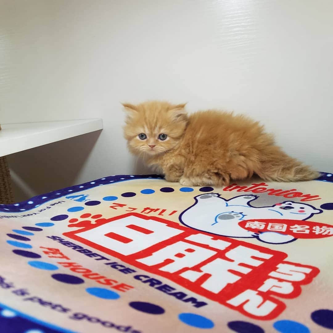 マンチカン(munchkin)キャットファーム大谷さんのインスタグラム写真 - (マンチカン(munchkin)キャットファーム大谷Instagram)「★本日ご紹介にゃんこちゃん★ No.1951ミヌエット短足ちゃん❤ #キャットファーム大谷#まんちかん#マンチカン#ネコ#こねこ#にゃんこ#猫ちゃん#ねこ部#ニャンスタグラム#猫#ねこ#子猫#モフモフ#モフモフねこ#ミヌエット#短足#ねこすたぐらむ#愛猫#かわいい#ふわもこ部#猫のいる暮らし#マンチカンブリーダー#ミヌエットブリーダー#cat#catsgram #catsofinstagram#instacat#picneko」1月27日 15時32分 - roytar222