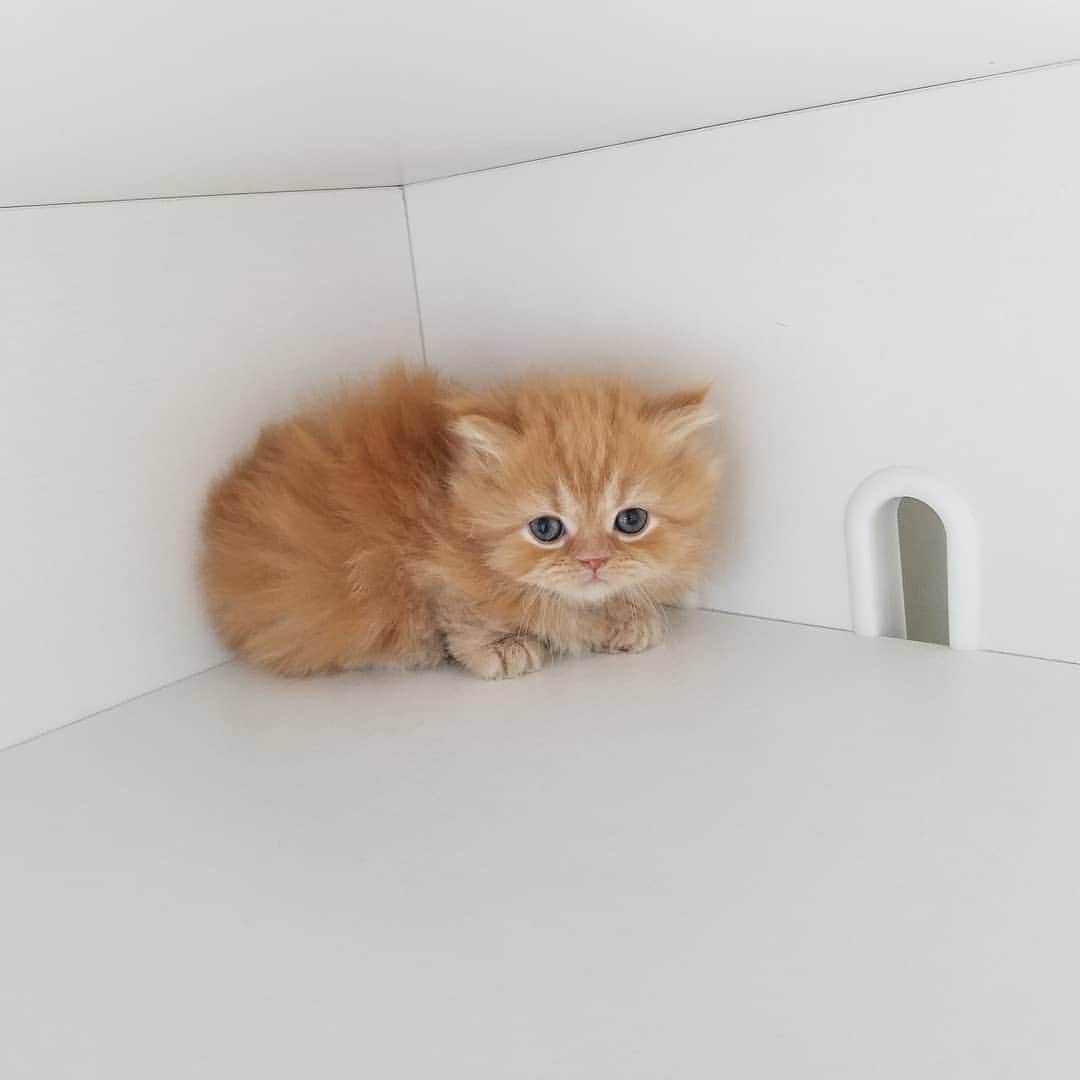 マンチカン(munchkin)キャットファーム大谷さんのインスタグラム写真 - (マンチカン(munchkin)キャットファーム大谷Instagram)「★本日ご紹介にゃんこちゃん★ No.1951ミヌエット短足ちゃん❤ #キャットファーム大谷#まんちかん#マンチカン#ネコ#こねこ#にゃんこ#猫ちゃん#ねこ部#ニャンスタグラム#猫#ねこ#子猫#モフモフ#モフモフねこ#ミヌエット#短足#ねこすたぐらむ#愛猫#かわいい#ふわもこ部#猫のいる暮らし#マンチカンブリーダー#ミヌエットブリーダー#cat#catsgram #catsofinstagram#instacat#picneko」1月27日 15時32分 - roytar222