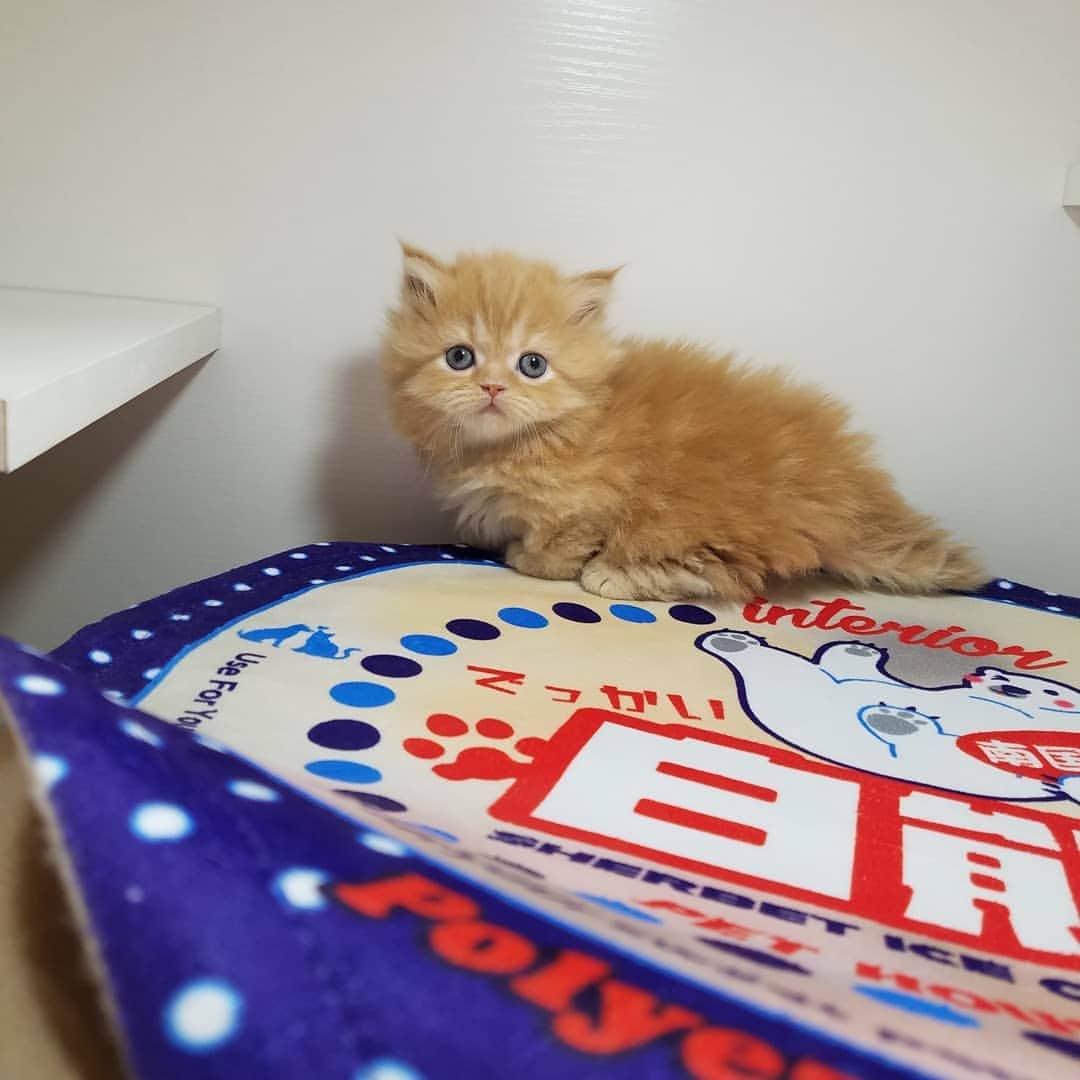 マンチカン(munchkin)キャットファーム大谷さんのインスタグラム写真 - (マンチカン(munchkin)キャットファーム大谷Instagram)「★本日ご紹介にゃんこちゃん★ No.1951ミヌエット短足ちゃん❤ #キャットファーム大谷#まんちかん#マンチカン#ネコ#こねこ#にゃんこ#猫ちゃん#ねこ部#ニャンスタグラム#猫#ねこ#子猫#モフモフ#モフモフねこ#ミヌエット#短足#ねこすたぐらむ#愛猫#かわいい#ふわもこ部#猫のいる暮らし#マンチカンブリーダー#ミヌエットブリーダー#cat#catsgram #catsofinstagram#instacat#picneko」1月27日 15時32分 - roytar222