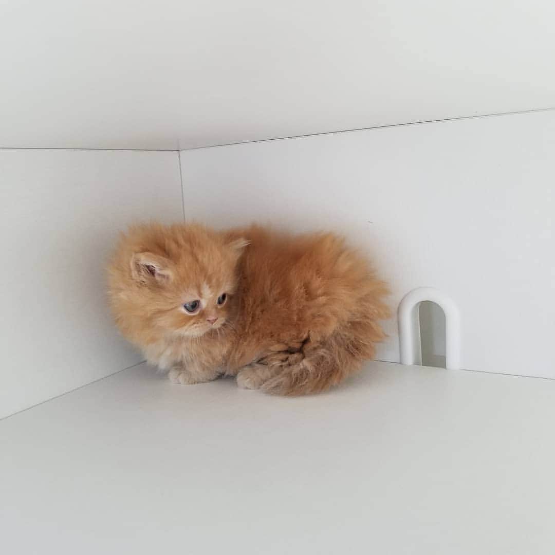 マンチカン(munchkin)キャットファーム大谷さんのインスタグラム写真 - (マンチカン(munchkin)キャットファーム大谷Instagram)「★本日ご紹介にゃんこちゃん★ No.1951ミヌエット短足ちゃん❤ #キャットファーム大谷#まんちかん#マンチカン#ネコ#こねこ#にゃんこ#猫ちゃん#ねこ部#ニャンスタグラム#猫#ねこ#子猫#モフモフ#モフモフねこ#ミヌエット#短足#ねこすたぐらむ#愛猫#かわいい#ふわもこ部#猫のいる暮らし#マンチカンブリーダー#ミヌエットブリーダー#cat#catsgram #catsofinstagram#instacat#picneko」1月27日 15時32分 - roytar222