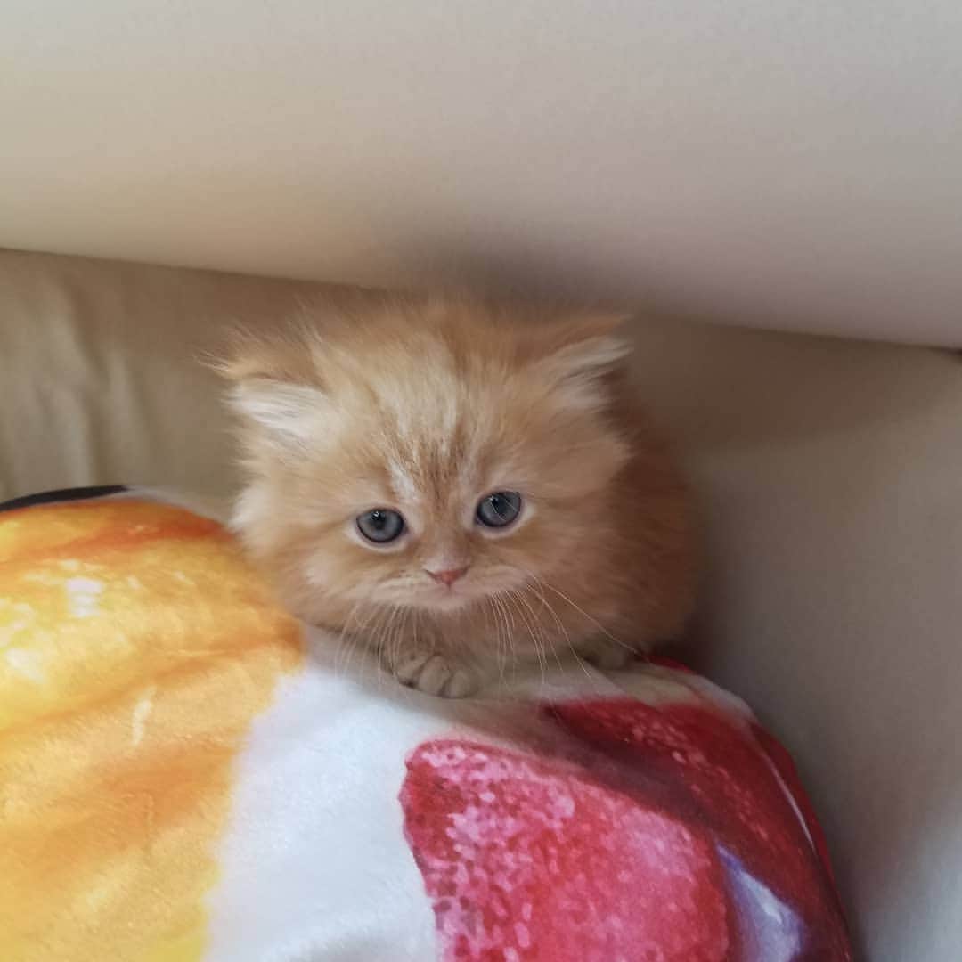 マンチカン(munchkin)キャットファーム大谷さんのインスタグラム写真 - (マンチカン(munchkin)キャットファーム大谷Instagram)「★本日ご紹介にゃんこちゃん★ No.1951ミヌエット短足ちゃん❤ #キャットファーム大谷#まんちかん#マンチカン#ネコ#こねこ#にゃんこ#猫ちゃん#ねこ部#ニャンスタグラム#猫#ねこ#子猫#モフモフ#モフモフねこ#ミヌエット#短足#ねこすたぐらむ#愛猫#かわいい#ふわもこ部#猫のいる暮らし#マンチカンブリーダー#ミヌエットブリーダー#cat#catsgram #catsofinstagram#instacat#picneko」1月27日 15時32分 - roytar222