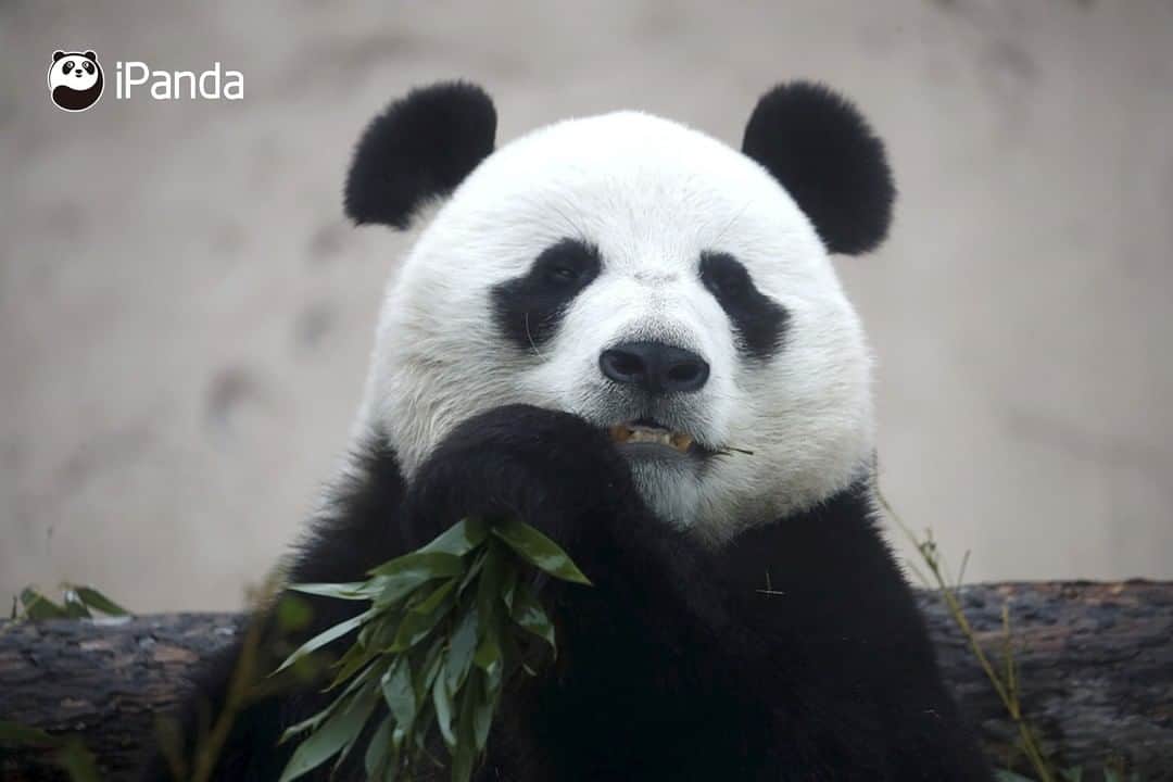 iPandaさんのインスタグラム写真 - (iPandaInstagram)「Moscow Zoo reopened to the public on January 24, 2021. Two giant pandas Ru Yi and Ding Ding were whom visitors missed the most. It's happy to see them return to fans’ view and enjoy bamboo feast in the snow-covered fairyland. 😋😋 (Photo credit: CFP.CN)  🐼 🐼 🐼 #Panda #iPanda #Cute #PandaPic #CCRCGP #PandaNews #FriendshipMessenger」1月27日 15時38分 - ipandachannel