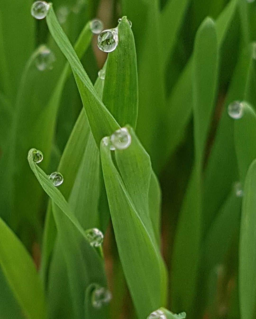 カヒ さんのインスタグラム写真 - (カヒ Instagram)「가희X라밀뷰티 공구예고🧡  이제 시작되기까지 얼마 안남았어요(두근두근..💕)  📅1월 28일 ~ 1월 31일  단백질과 각종 비타민, 미네랄이 다량 함유된 🌱고순도의 밀싹추출물이 무려 90%   🔹피부에 광채막을 켜줄 크림 🔹토너, 에센스, 팩이 되어주는 멀티 토너 🔹마지막까지 수분을 지켜줄 미스트  라밀의 전 제품을 대박할인으로 만나볼 수 있어요✨  🎁10만원 이상 구매하시면 정품 미스트를 준다는 소식을 듣고왔어요 이 외에 더 있다고 하니 기대해주세요😚  인공색소 NO❕ 인공향료 NO❕ 자연 원료 그대로의 색과 향을 담아 어른부터 아이까지👨 👩 👧 👦 안심하고 피부를 지켜줄 라밀제품을 이번에 꼭 만나보세요  #공구 #라밀뷰티 #라밀 #가희 #화장품공구 #공식공구 #뷰티공구 #공구예고 #뷰티스타그램 #스킨케어 #대박할인 #크림 #토너 #미스트 #토너인데_거품 #밀싹 #전성분그린등급 #저자극화장품 #어른부터아이까지」1月27日 16時19分 - kahi_korea