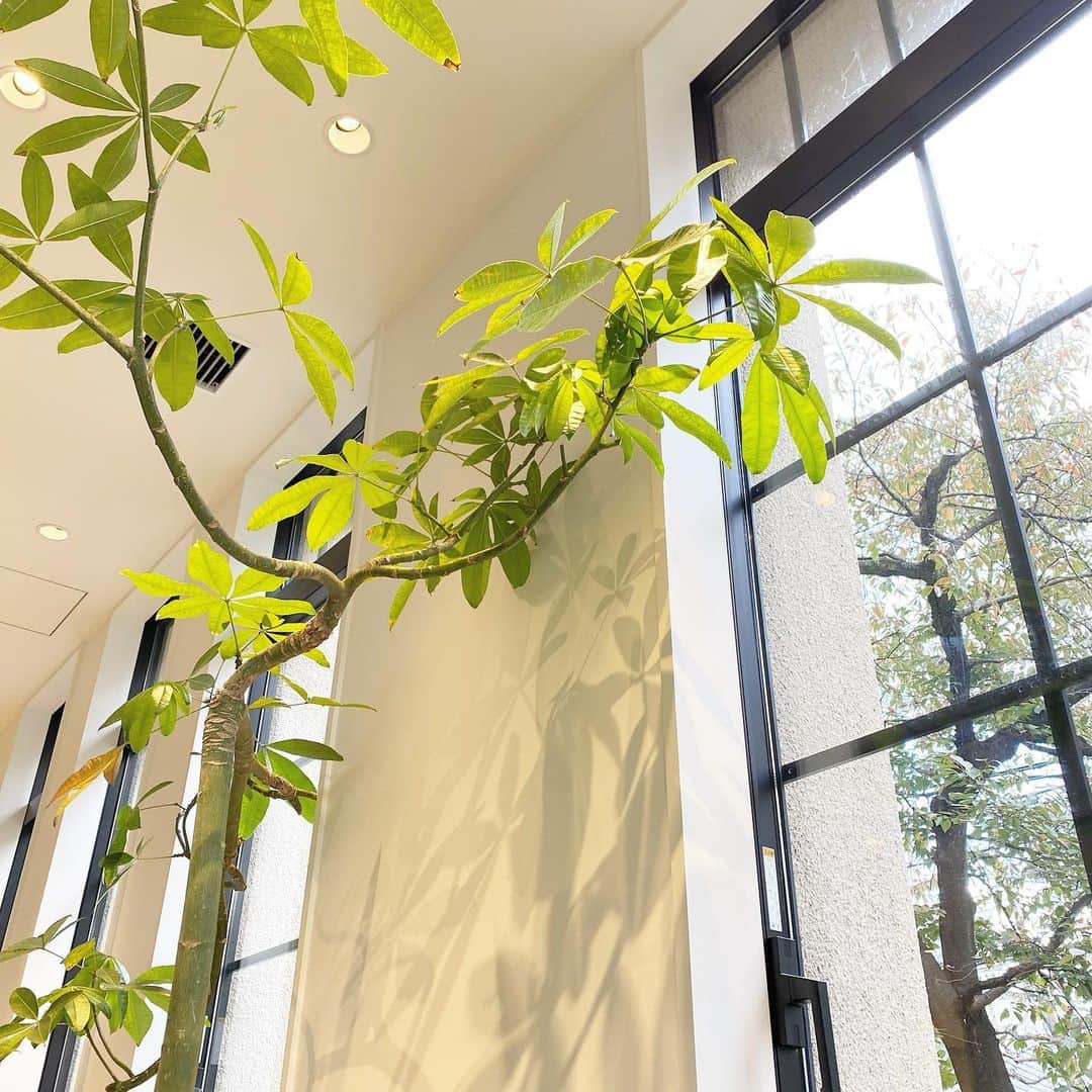 HONOKAのインスタグラム：「🌿🤎」