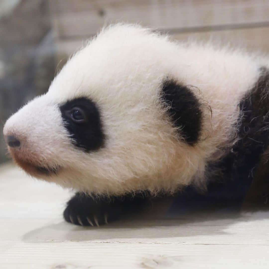 のインスタグラム：「ｗａｋｅ　ｕｐ？ 🌈🌈🌈 #彩浜 2018 🐼😊🐼 #photography #adventureworld #アドベンチャーワールド #ADVENTUREWORLDPANDAS #baby #HELLOLITTLE #pandamental #hellopanda #ハローリトル #ハローパンダ #パンダグラビア #パンダ　and #panda #pandababy 🐼🐼🐼」