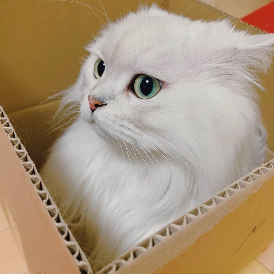 후추네큰언니のインスタグラム：「ㅋㅋㅋㅋ 갑자기 놀라서 일어나면 이 표정   #후추  #고양이  #냥스타그램 #캣스타그램  #Hoochu #Hoochuthecat #cat #cats #catstagram #catsofinstagram #topcatphoto #bestmeow #ilovecat #cute #fluffy #petstagram #instacats」