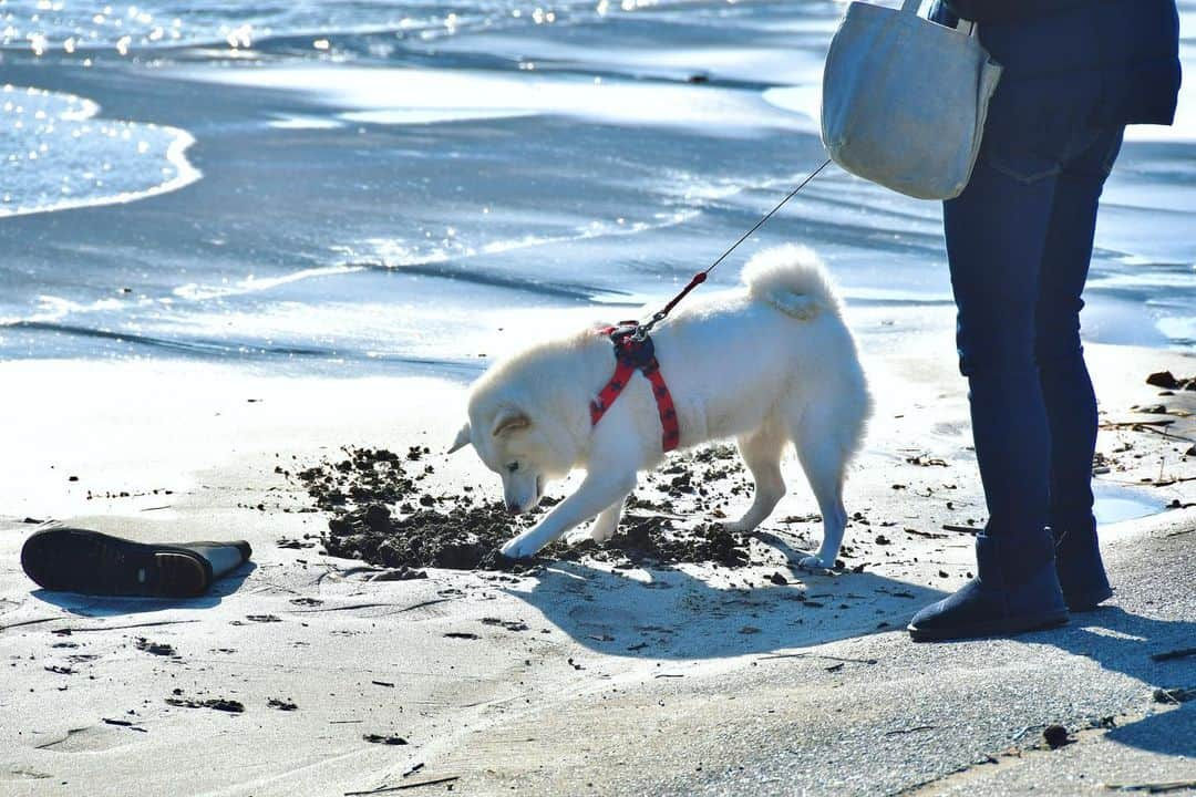 伊東市公式アカウントさんのインスタグラム写真 - (伊東市公式アカウントInstagram)「ㅤㅤㅤㅤㅤㅤㅤㅤㅤㅤㅤㅤㅤ ここほれワンワン🐶 　 明日は、冷え込むみたいなので皆さんあったかい服でぬくぬくしましょ🧶 ㅤㅤㅤㅤㅤㅤㅤㅤㅤㅤㅤㅤ follow : @itouji_official  ㅤㅤㅤㅤㅤㅤㅤㅤㅤㅤㅤㅤㅤ #わたしといとうと  #伊東 #伊東市 #静岡 #静岡県 #伊豆 #いいね伊豆 #観光 #地域おこし協力隊  #宇佐美海岸 #海 #柴犬 #犬 #ソフトバンクのお父さん #お父さん犬 #うがい手洗い忘れずに #マスクをしよう #コロナに負けるな #Ito #Itocity #Shizuoka #Izu #instagood #ito_stagram #dog  #今日もおつかれさまでした」1月27日 17時15分 - itouji_official