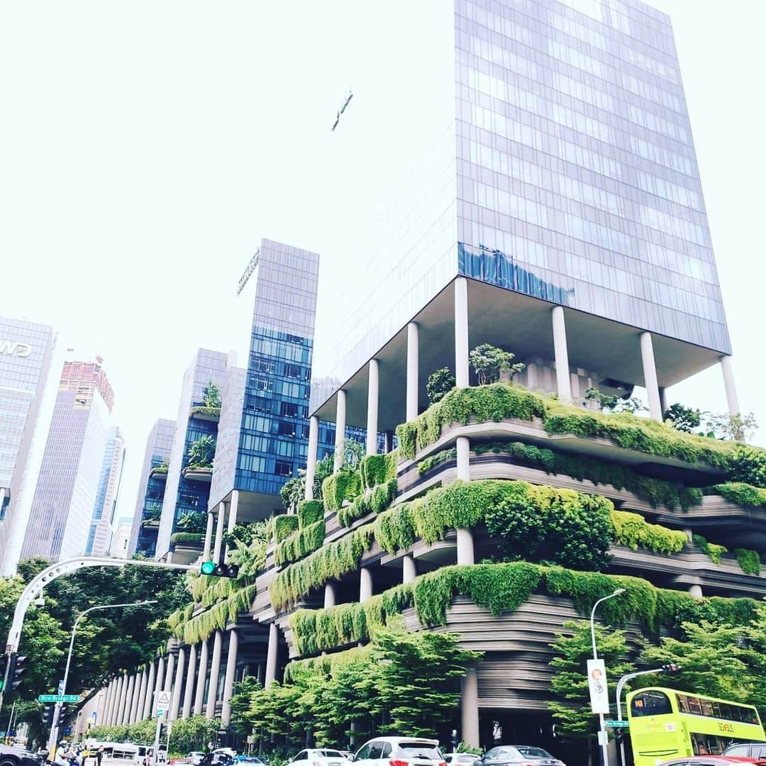 有坂翔太さんのインスタグラム写真 - (有坂翔太Instagram)「Anyway, one of the best things about Singapore is the coexistence of buildings and greenery. It's like being in a forest in the city. I love both forests and cities. It's just like a combination of Okinawa and Tokyo. シンガポールの良いところは、建物と緑が共存しているところ😀😀都会の中の森の中にいるような感じです。私は森も都会も大好き🤣」1月27日 17時24分 - shotaarisaka