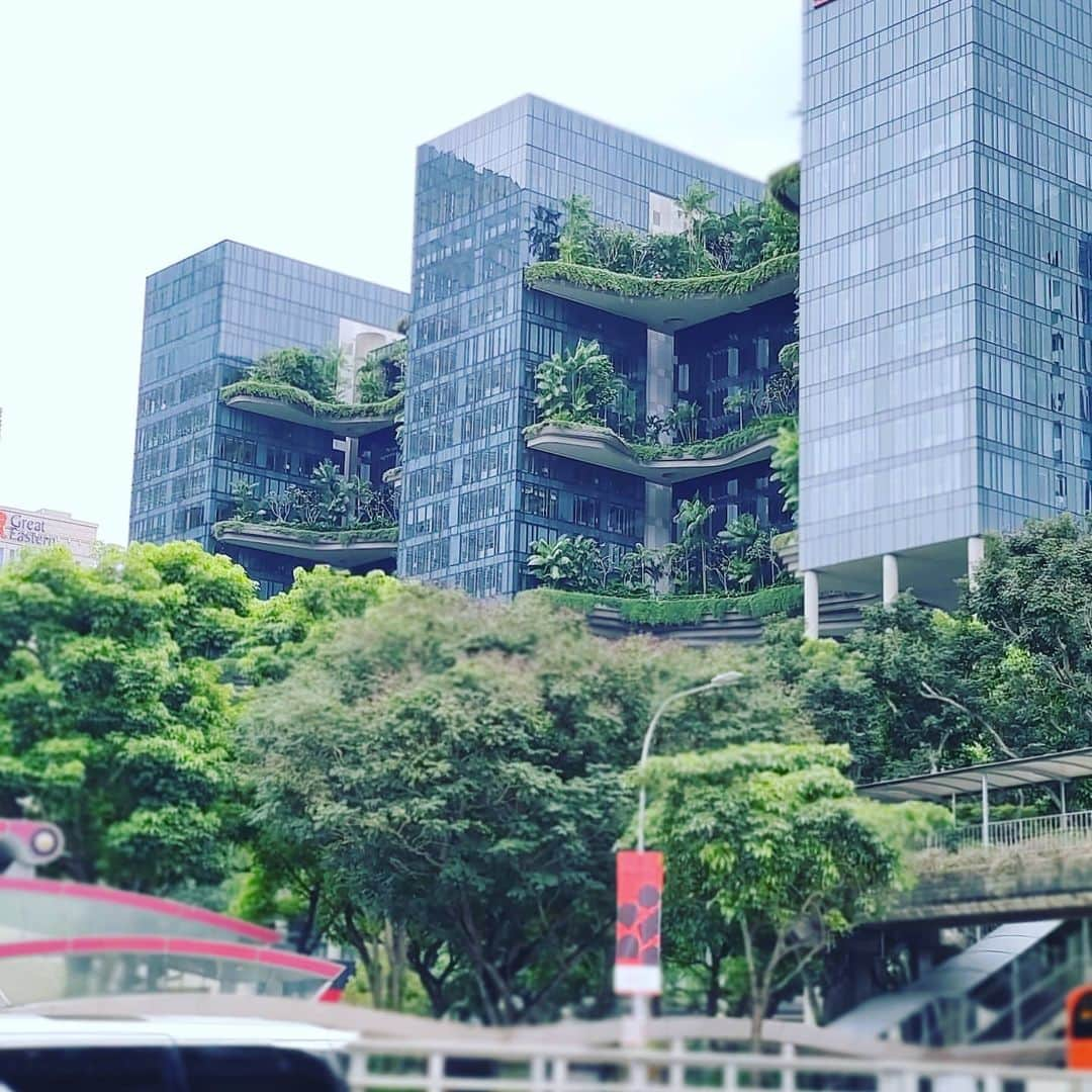 有坂翔太さんのインスタグラム写真 - (有坂翔太Instagram)「Anyway, one of the best things about Singapore is the coexistence of buildings and greenery. It's like being in a forest in the city. I love both forests and cities. It's just like a combination of Okinawa and Tokyo. シンガポールの良いところは、建物と緑が共存しているところ😀😀都会の中の森の中にいるような感じです。私は森も都会も大好き🤣」1月27日 17時24分 - shotaarisaka