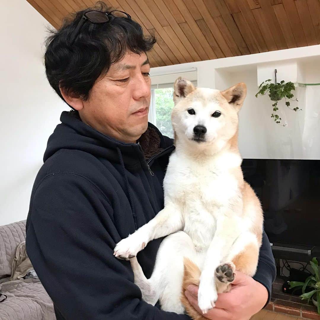 柴犬リリコのインスタグラム：「隙あらば抱っこ🤱🏻されちゃうリリコちゃま🐶 #白柴化 #いや白くまか ？🐻‍❄️」