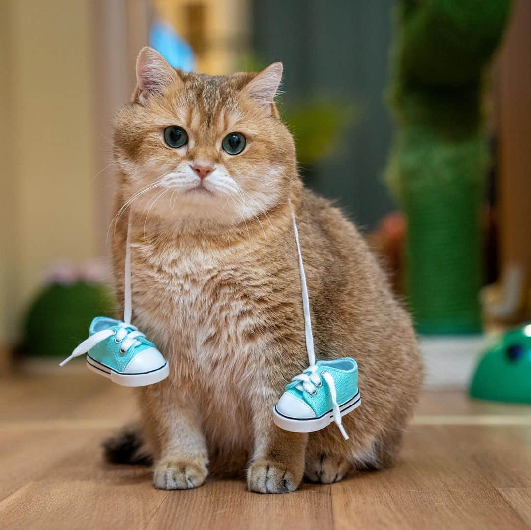 Hosicoさんのインスタグラム写真 - (HosicoInstagram)「I'm going for a run 🏃」1月27日 17時49分 - hosico_cat