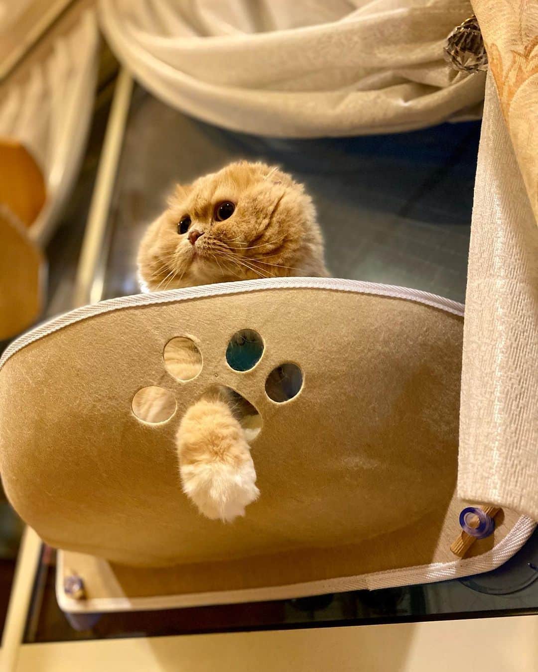 ベルさんのインスタグラム写真 - (ベルInstagram)「. favorite paw hole  この穴が好きにゃの💗 ハンモックと一体化😹  @raramart.1 #rara_ニャンモック #ハンモック #肉球  @animalabo_official #まんまる @petokoto #petokotoインスタモデル #にゃんグラム #PETEMO @nyanga_jo  #愛ネコとのおうち時間  #猫カレンダー2022参加したい #ペトラフ  #ねこのきもち #らぶにゃんるうむ #朝ワンコ夕ニャンコ #eclatcat #フェリシモ猫部#ぺこねこ部  #ねこのきもち #らぶにゃんるうむ #catstagram_japan #bestcatsclub#bestcataward  #cats_of_instagram #catsofinstagram #club_of_cats #9gagcute #igerscat #instagqrammable #catporn #fashionkilla #myworldinonepicture  #スコティッシュフォールドのすずちゃん  NAME : Bell  ベル Breed : minuet  ミヌエット 🎂 : 2016.5.15  4歳 ・ NAME : Suzu すずちゃん Breed : Scottish fold スコティッシュフォールド 🎂 : 2018.3.21 2歳 . NAME : Lindor リンドール Breed : Teacup poodle ティーカッププードル 🎂 : 2019.7.18 〜2020.9.14🌈」1月27日 18時00分 - ricorico_rico