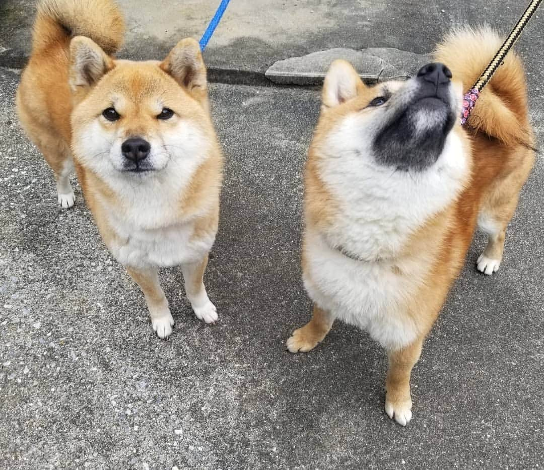 柴犬たま Shibainu Tamaさんのインスタグラム写真 - (柴犬たま Shibainu TamaInstagram)「定期的にたまーばとウニを見比べ👀﻿ ﻿ ほんと見た目も性格も似てるんだけど、並べて見比べるとウニの若さが全面に出てるな😅(笑)﻿ ﻿ ﻿ ウニはばーば譲りのあご黒を見せびらかしてます😂😂﻿ ﻿ Caption trans🇬🇧﻿ I regularly compare and contrast Tama and Uni👀 They are similar in appearance and personality, but when they stand side by side, Uni is so much younger😅(lol)﻿ By the way, Uni is showing off the black chin he inherited from his grandmother😂😂﻿ ﻿ #柴犬たま #たママ #たまーば #たま家族 #柴犬ウニ #祖母と孫 #似た者同士 #隔世遺伝 #仲良しファミリー #ふわもこ #かなりひし形 #あご黒 #しっぽモフモフ﻿ #柴犬 #shiba #shibainu #shibastagram #犬 #dog #多頭飼い」1月27日 18時20分 - tama7653