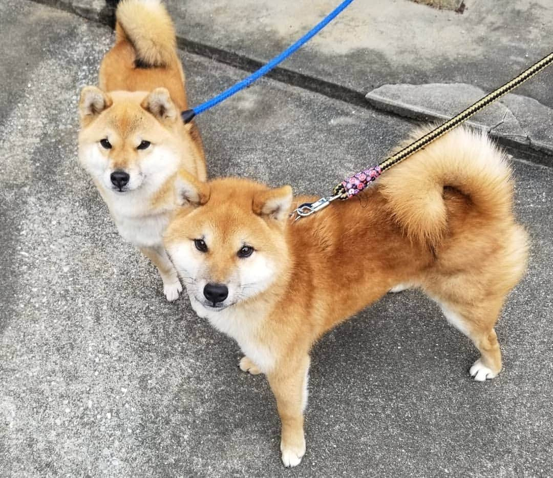 柴犬たま Shibainu Tamaさんのインスタグラム写真 - (柴犬たま Shibainu TamaInstagram)「定期的にたまーばとウニを見比べ👀﻿ ﻿ ほんと見た目も性格も似てるんだけど、並べて見比べるとウニの若さが全面に出てるな😅(笑)﻿ ﻿ ﻿ ウニはばーば譲りのあご黒を見せびらかしてます😂😂﻿ ﻿ Caption trans🇬🇧﻿ I regularly compare and contrast Tama and Uni👀 They are similar in appearance and personality, but when they stand side by side, Uni is so much younger😅(lol)﻿ By the way, Uni is showing off the black chin he inherited from his grandmother😂😂﻿ ﻿ #柴犬たま #たママ #たまーば #たま家族 #柴犬ウニ #祖母と孫 #似た者同士 #隔世遺伝 #仲良しファミリー #ふわもこ #かなりひし形 #あご黒 #しっぽモフモフ﻿ #柴犬 #shiba #shibainu #shibastagram #犬 #dog #多頭飼い」1月27日 18時20分 - tama7653