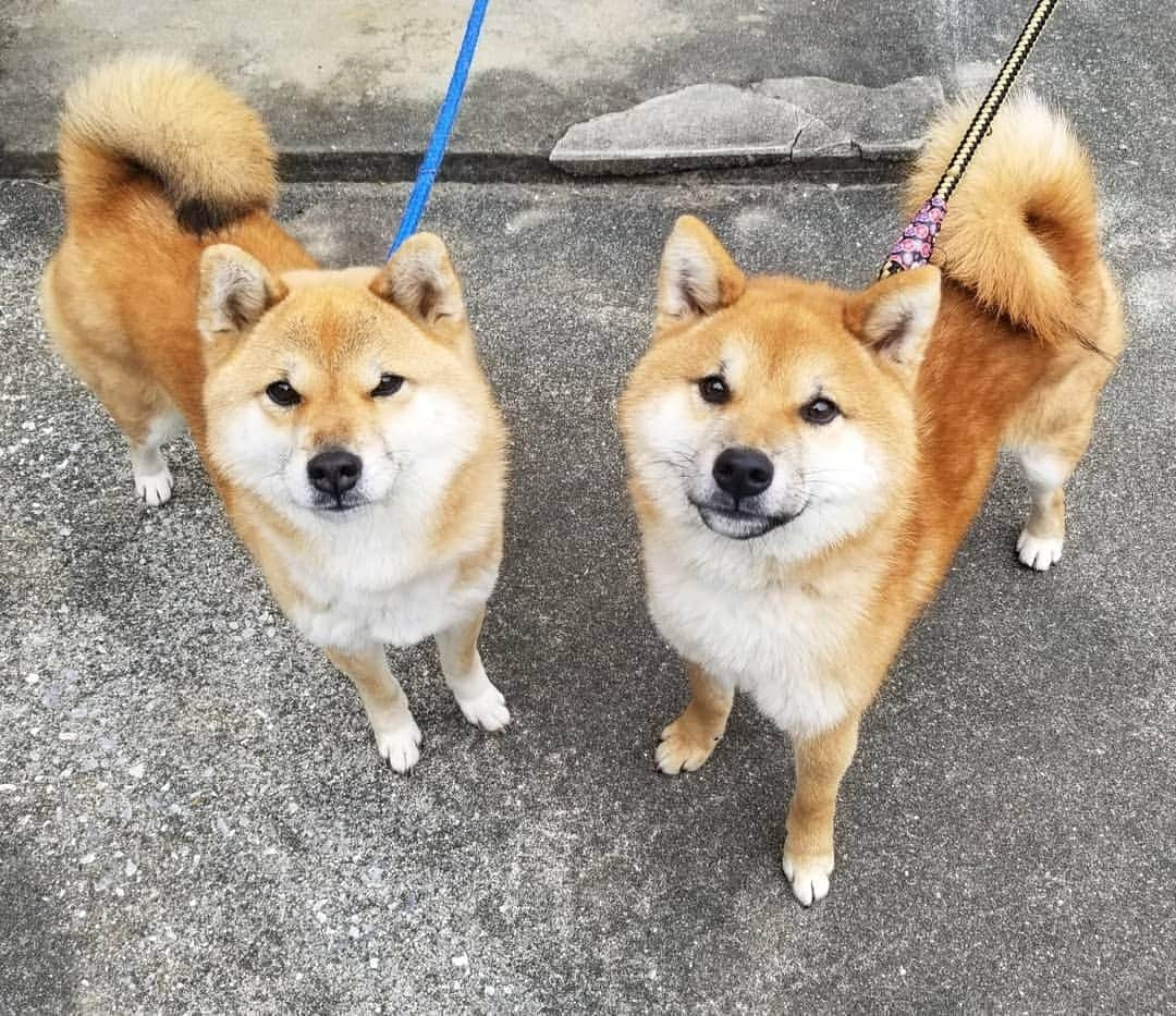 柴犬たま Shibainu Tamaのインスタグラム