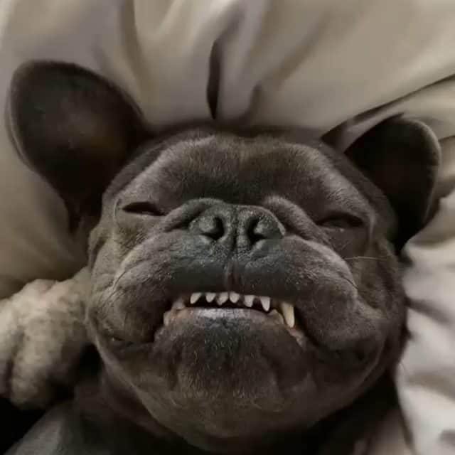 French Bulldogのインスタグラム