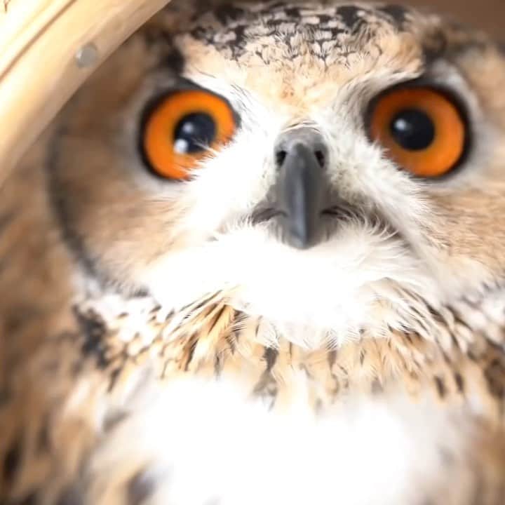 GEN3 Owlのインスタグラム：「キョロキョロ・・・ん？ここどこ？  Hmm?  Where am I?  #owl #owlgaru #フクロウ」