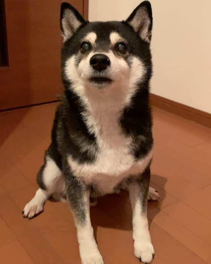 のインスタグラム：「朝ごはんパタパタ🐾 #パタパタ豆 #ごはん待ち柴男子くらぶ #kuroshiba #blackshiba #shibainu #shibastagram #instadog #dogstagram #柴犬 #黒柴 #黑柴 #癒し犬 #イッヌ #いぬら部 #ふわもこ部 #柴犬部 #モフモフ生命体 #柴犬のいる暮らし #柴犬のいる生活 #わんこのいる暮らし #わんこのいる生活 #わんこと一緒 #わんダ動 #わんだふるjapan #taptaptap #tapdance #happyfeet」
