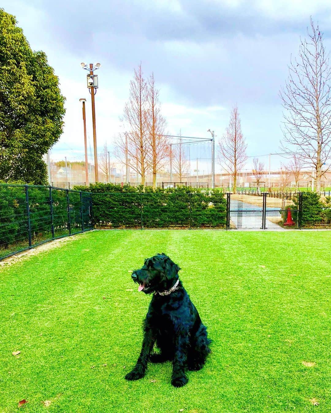 のインスタグラム：「. . お嬢楽しくて興奮し調子 に乗り過ぎ私に怒られ早 い退散🌸🐕帰りの車で おべっか使ってご機嫌お 伺いしても遅いのです🙅‍♀️ . .  #しなしさとこ #satokoshinashi #格闘技 #女子格闘技 #ジョシカク#黒シュナ #giantschnauzer #ジャイアントシュナウザー #シュナウザー #schnauzerworld #1歳犬 #シュナスタグラム #ドッグラン #大型犬のいる生活 #大型犬のいる生活#新横浜公園ドッグラン #新横浜公園#ボディアタック#しなしさくらお嬢」